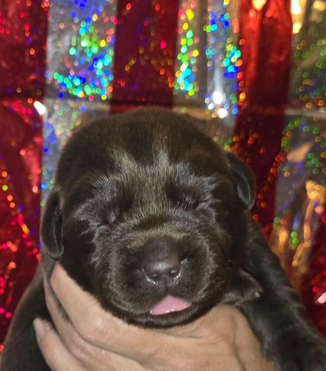 Labrador Retriever Puppies media 2