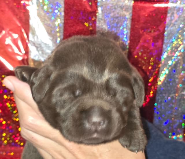 Labrador Retriever Puppies media 3
