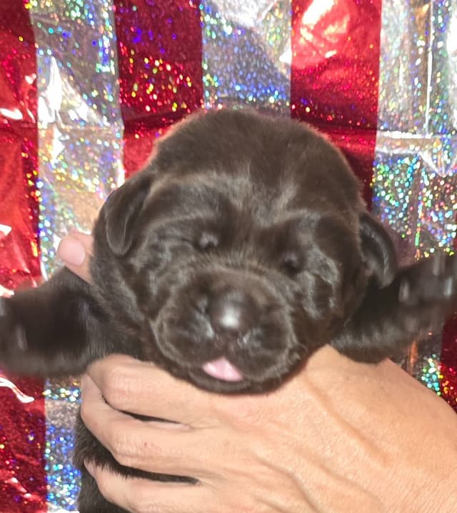 Labrador Retriever Puppies media 4