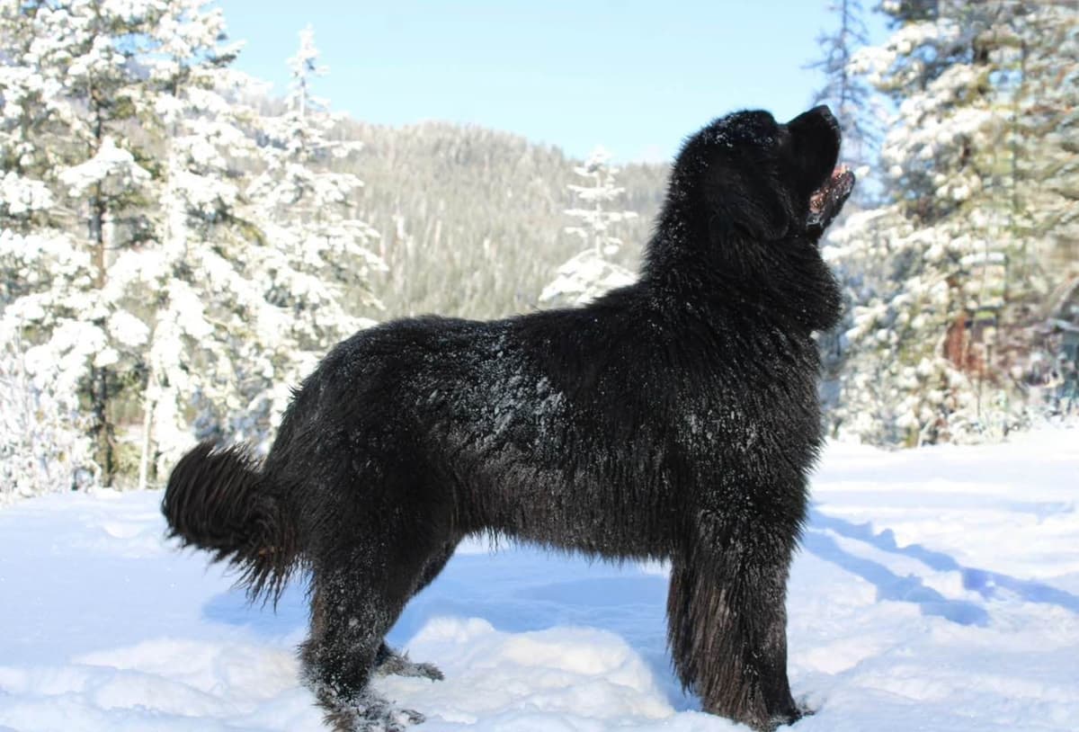π©πͺ Newfoundland Puppies πΊπΈ breeder image 1
