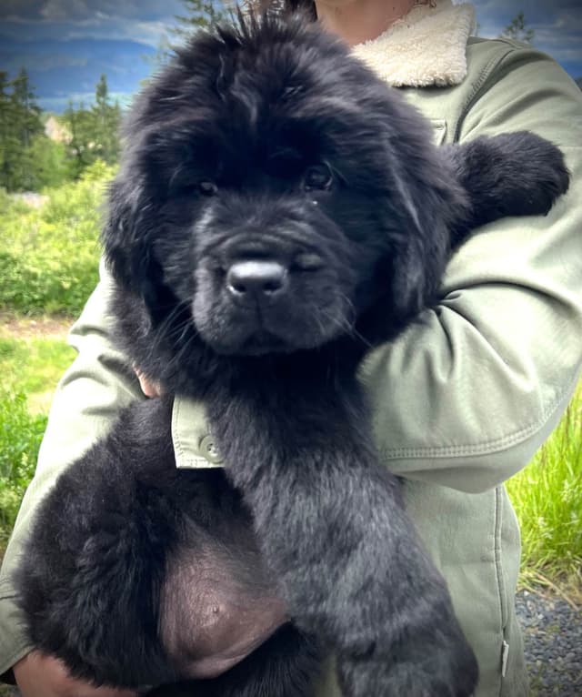 High Mountain Newfoundlands Puppies media 2