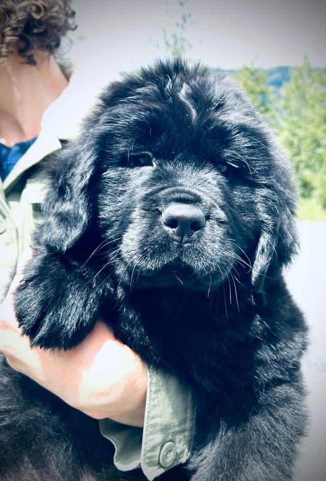 High Mountain Newfoundlands Puppies media 3
