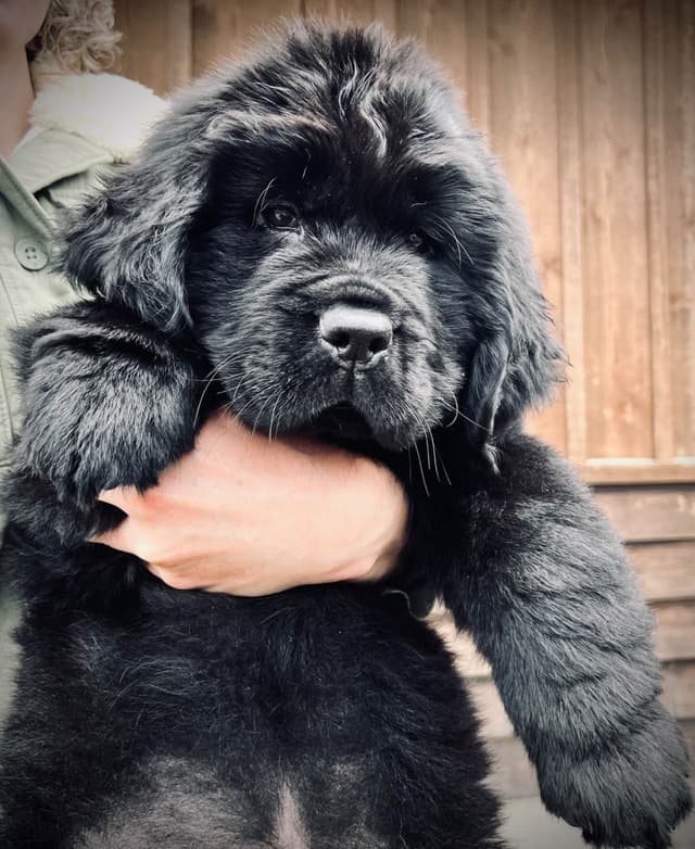 High Mountain Newfoundlands Puppies media 4