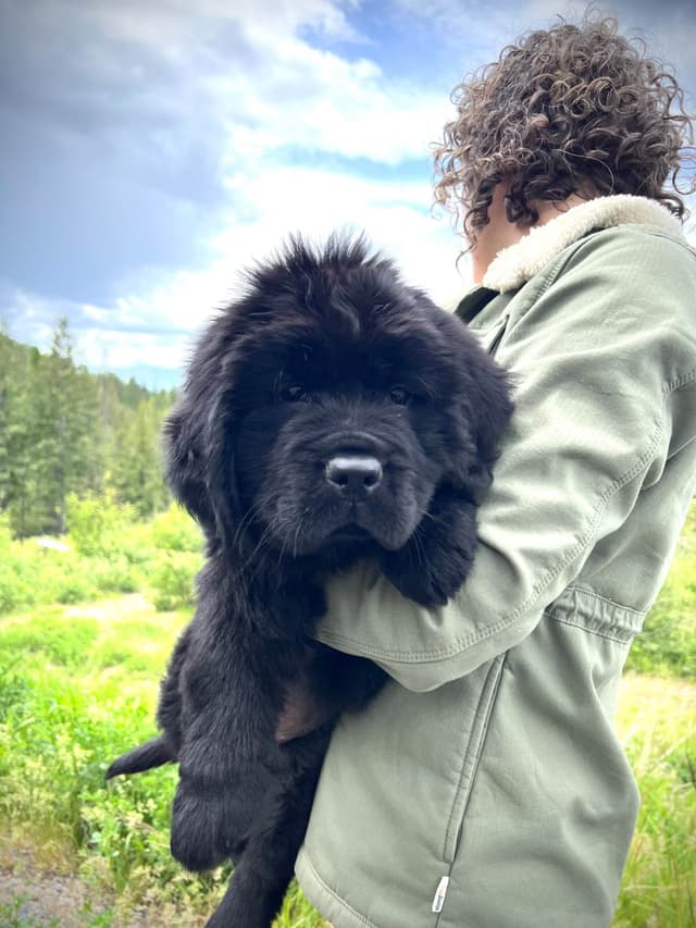 High Mountain Newfoundlands Puppies media 5