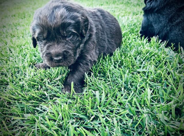 🇩🇪 Newfoundland Puppies 🇺🇸 media 2
