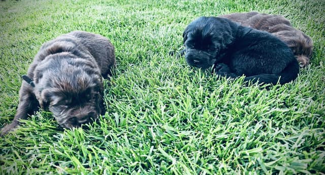 🇩🇪 Newfoundland Puppies 🇺🇸 media 4