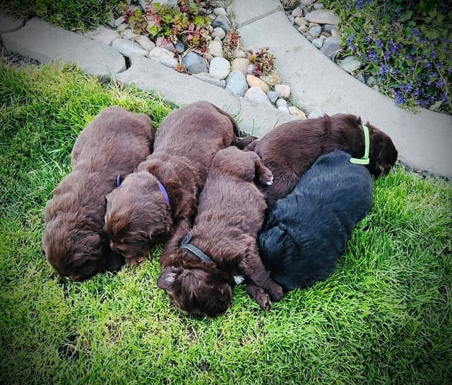 🇩🇪 Newfoundland Puppies 🇺🇸 media 5