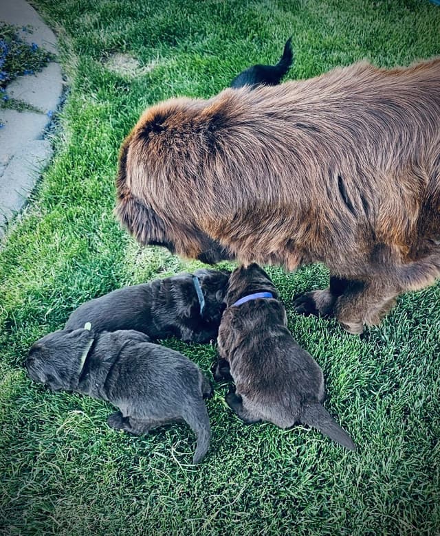 🇩🇪 Newfoundland Puppies 🇺🇸 media 8