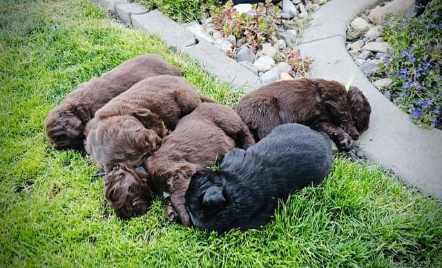 🇩🇪 Newfoundland Puppies 🇺🇸 media 10