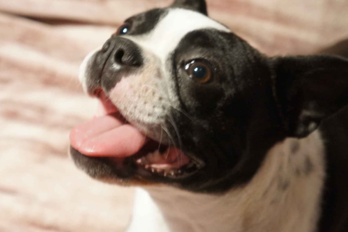 Boston Terrier Puppies breeder image 1