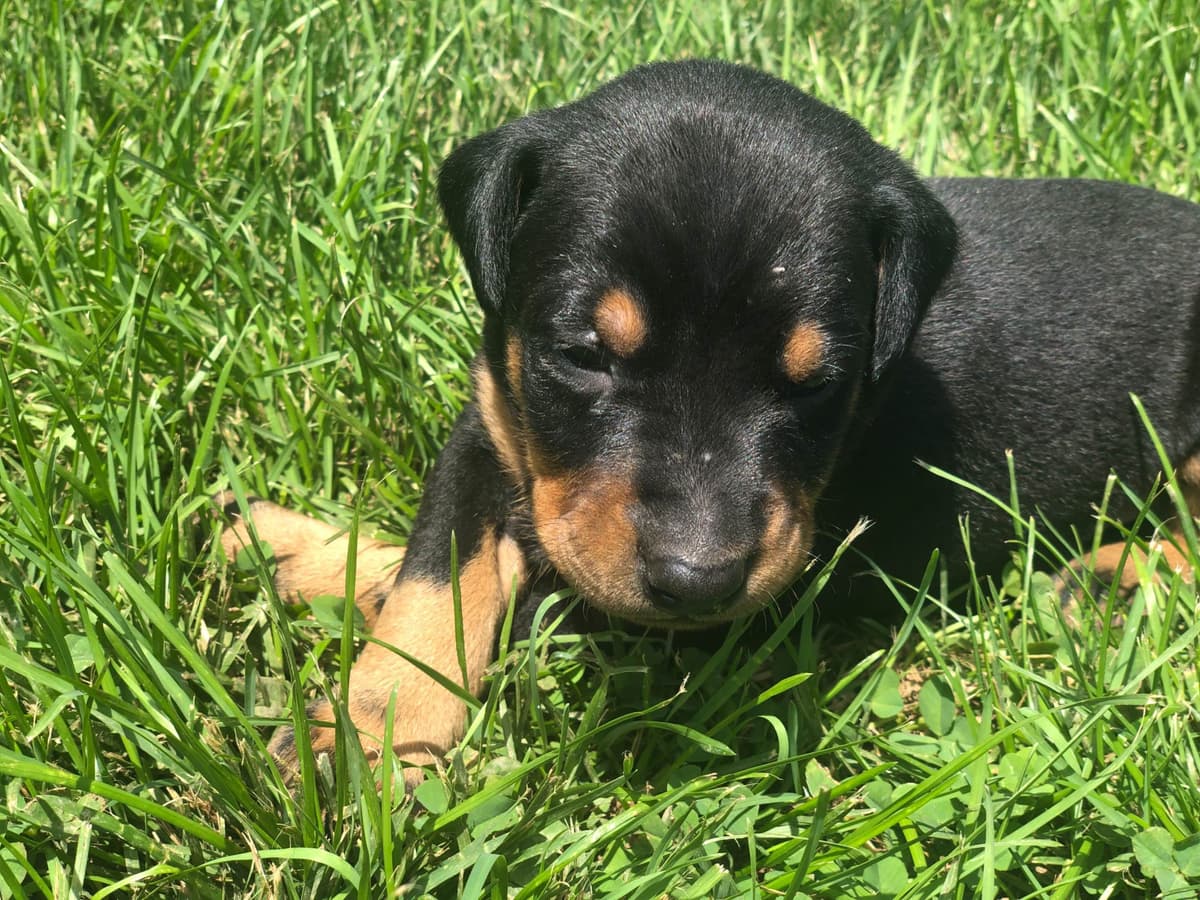 Doberman Pinscher Puppies breeder image 1