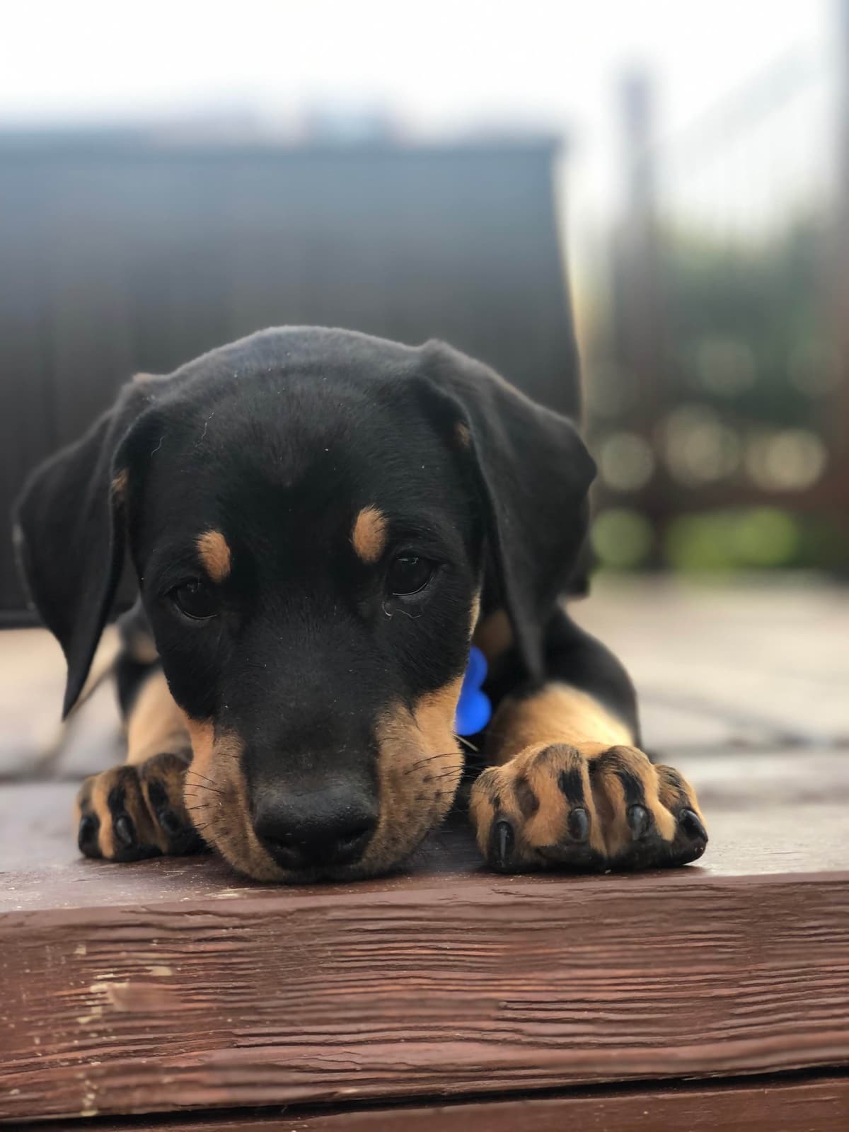 Doberman Pinscher Puppies breeder image 2