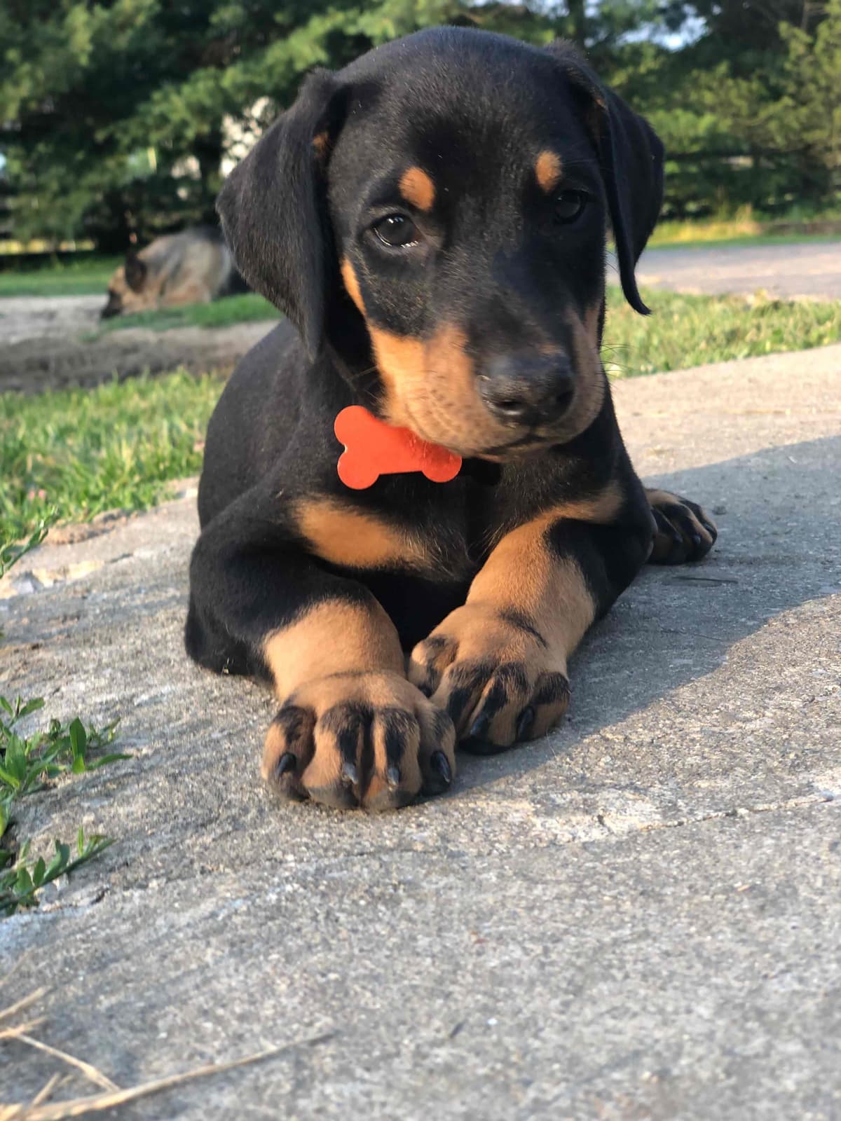 Doberman Pinscher Puppies breeder image 3