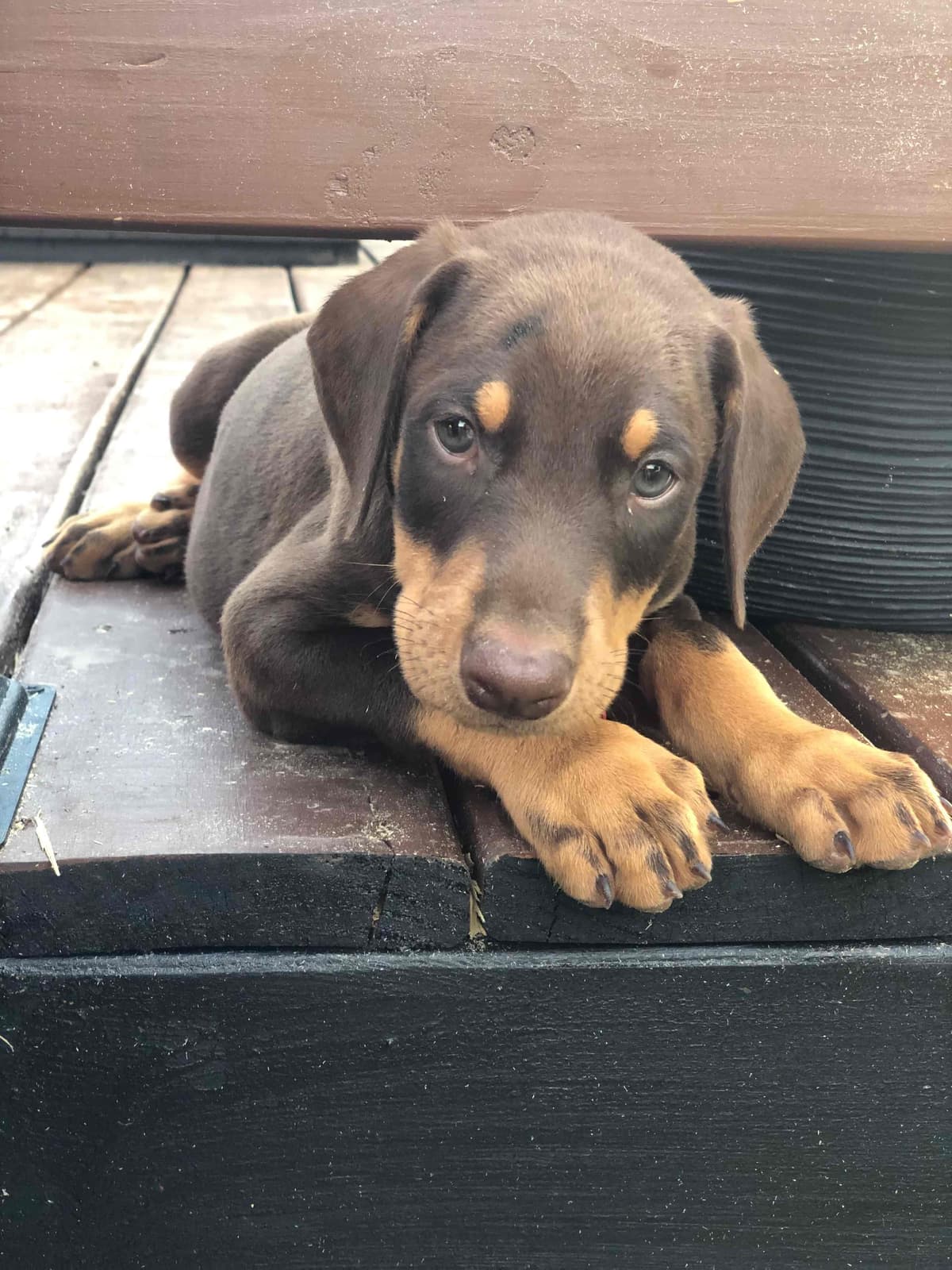 Doberman Pinscher Puppies breeder image 4
