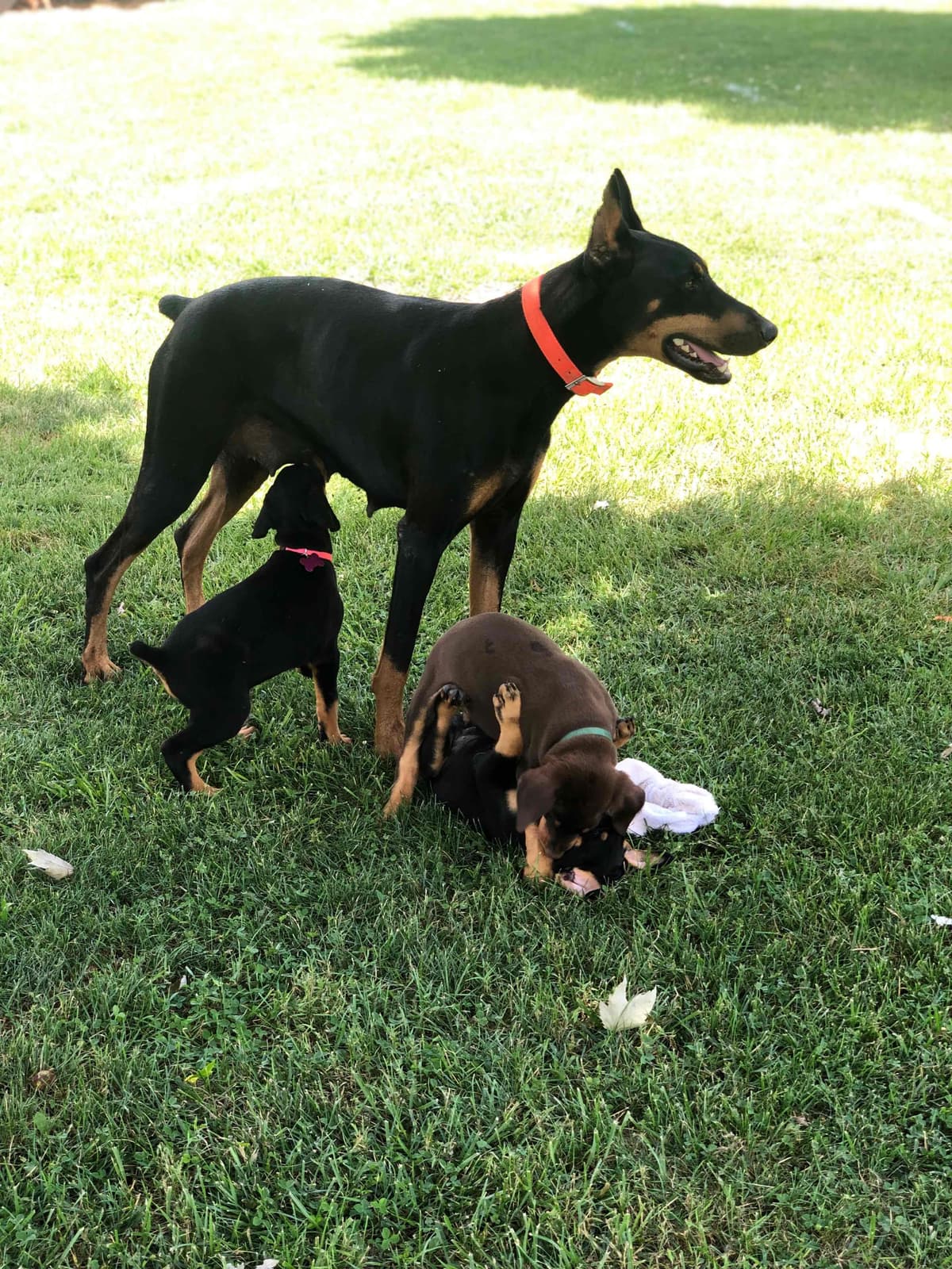Doberman Pinscher Puppies breeder image 5