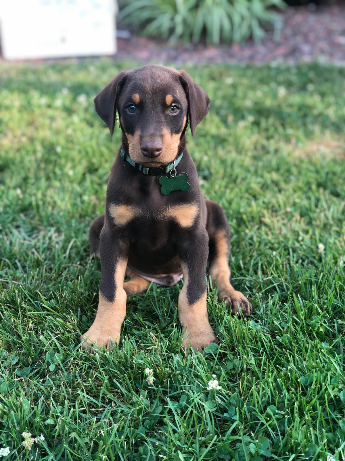 Doberman Pinscher Puppies breeder image 6