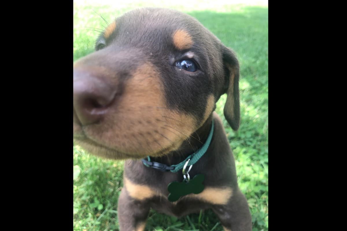 Doberman Pinscher Puppies breeder image 7