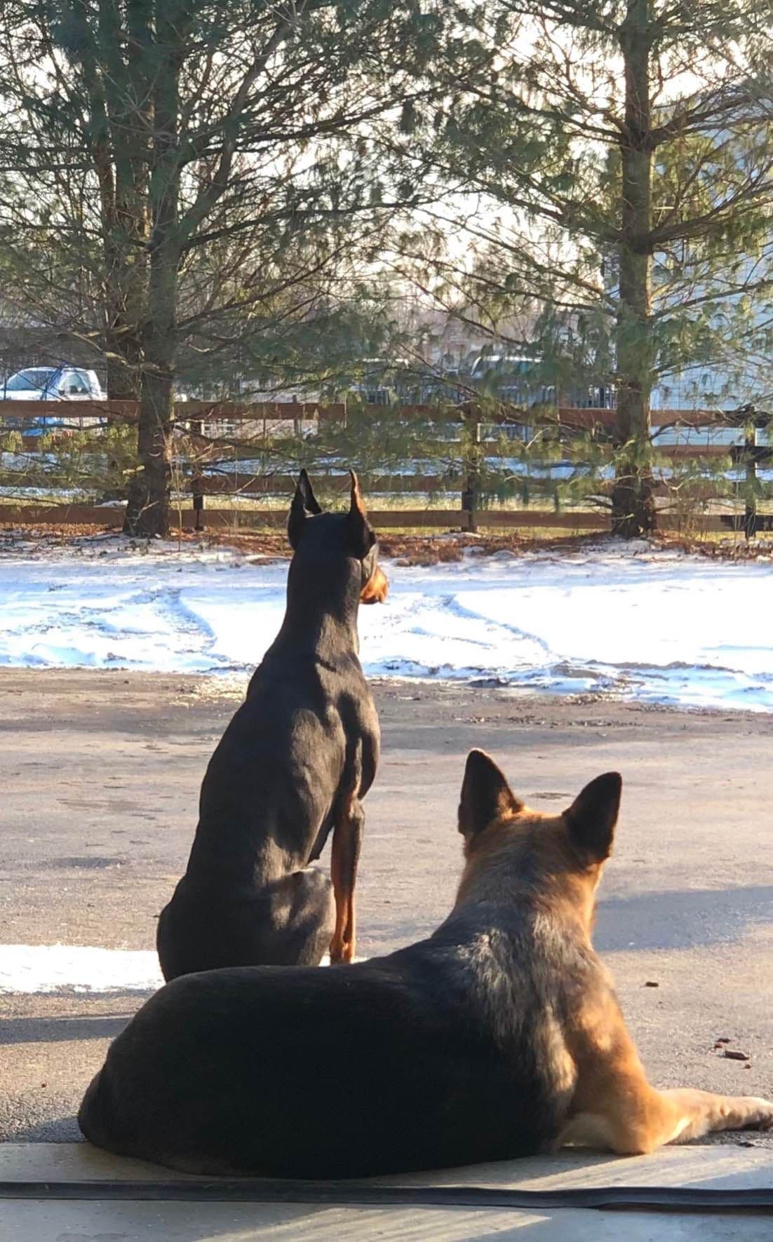 Doberman Pinscher Puppies breeder image 8