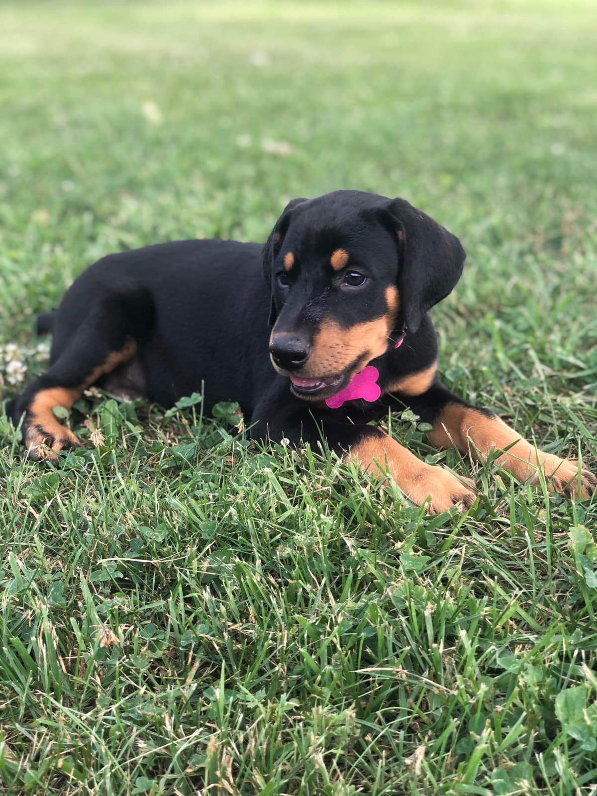 Doberman Pinscher Puppies breeder image 10
