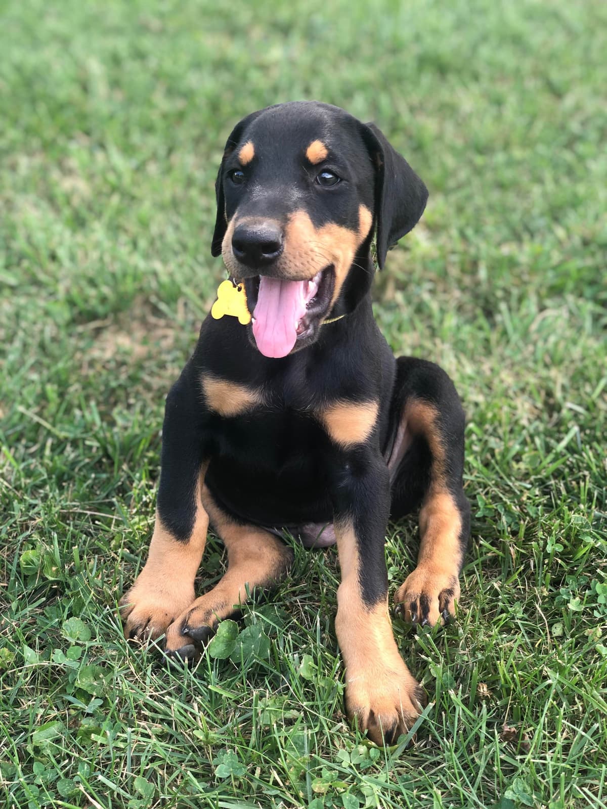 Doberman Pinscher Puppies breeder image 11