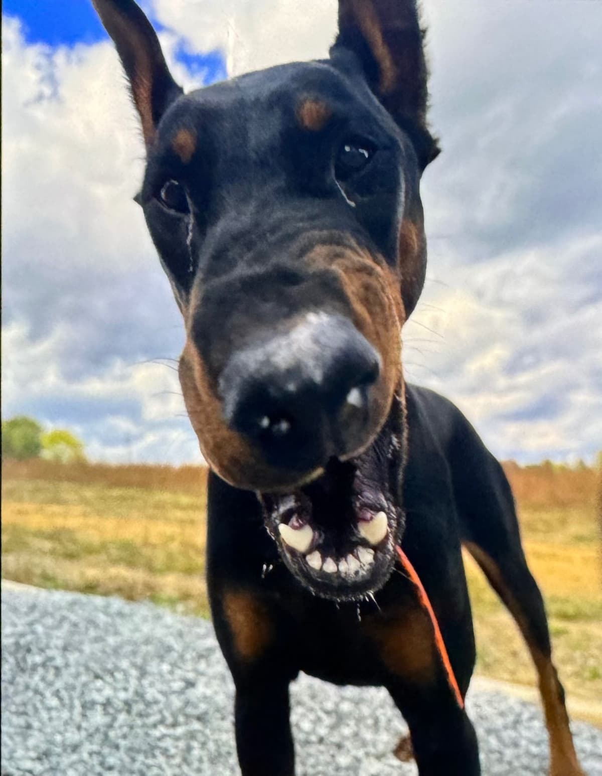 Doberman Pinscher Puppies breeder image 12