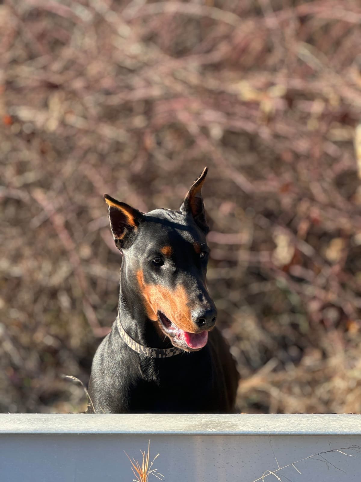 Doberman Pinscher Puppies breeder image 13