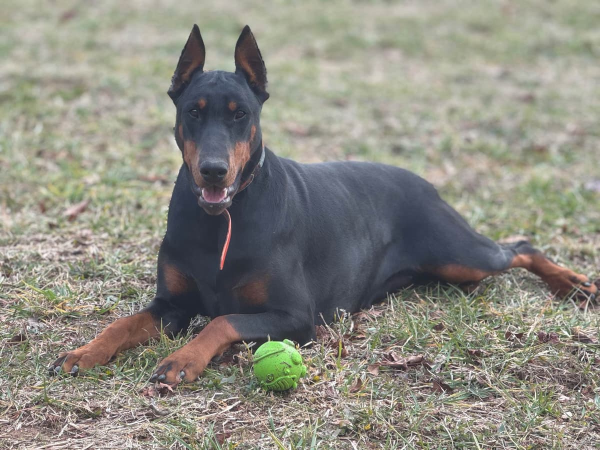 Doberman Pinscher Puppies breeder image 14