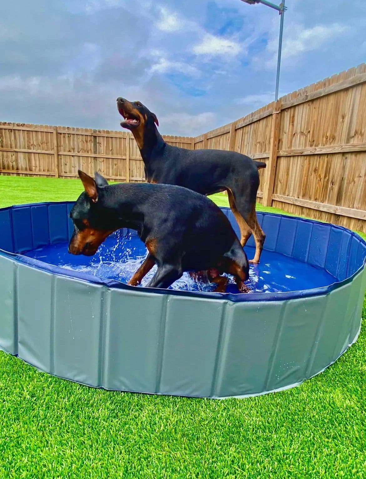 Doberman Pinscher Puppies breeder image 15