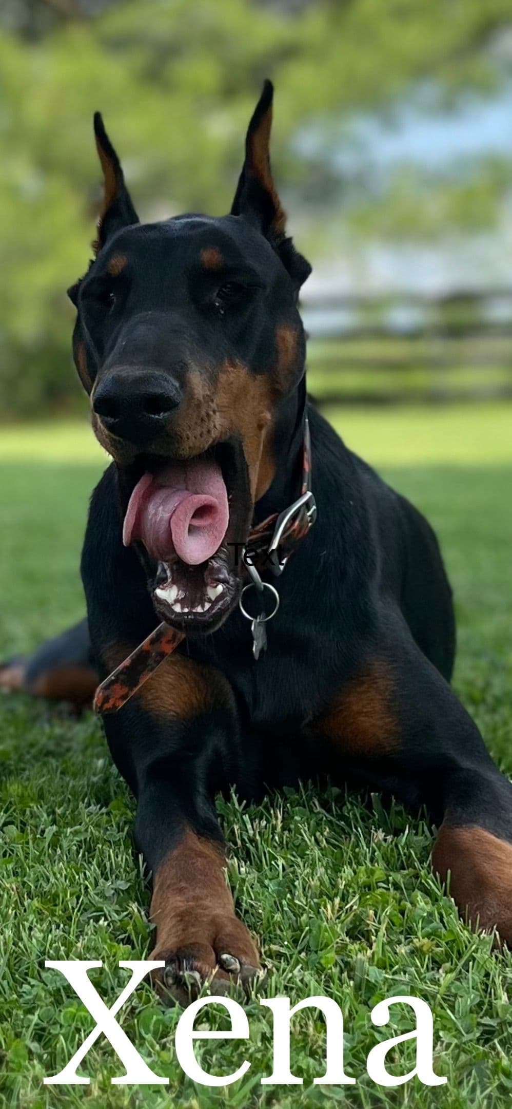 Doberman Pinscher Puppies breeder image 16