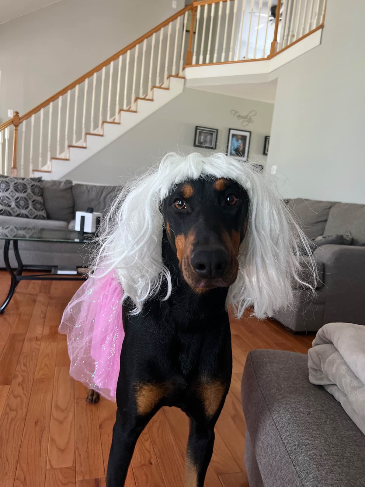 Doberman Pinscher Puppies breeder image 17