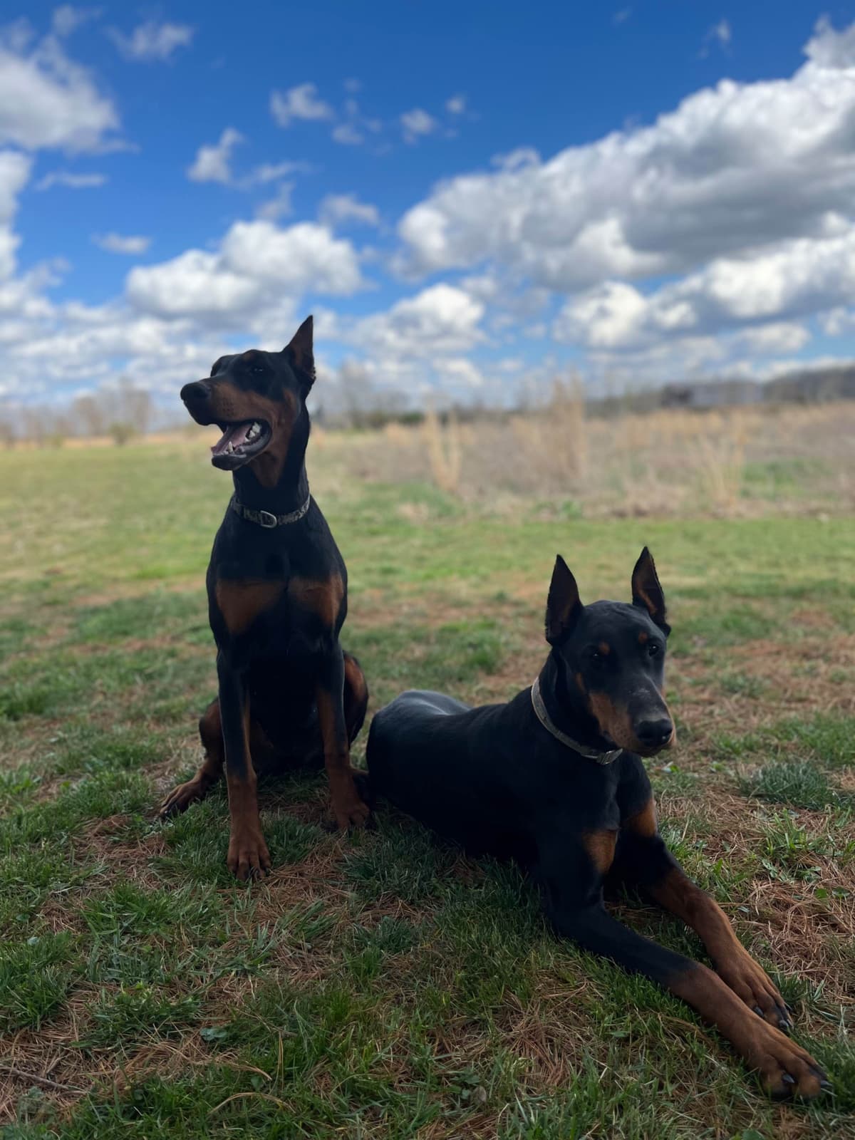 Doberman Pinscher Puppies breeder image 19
