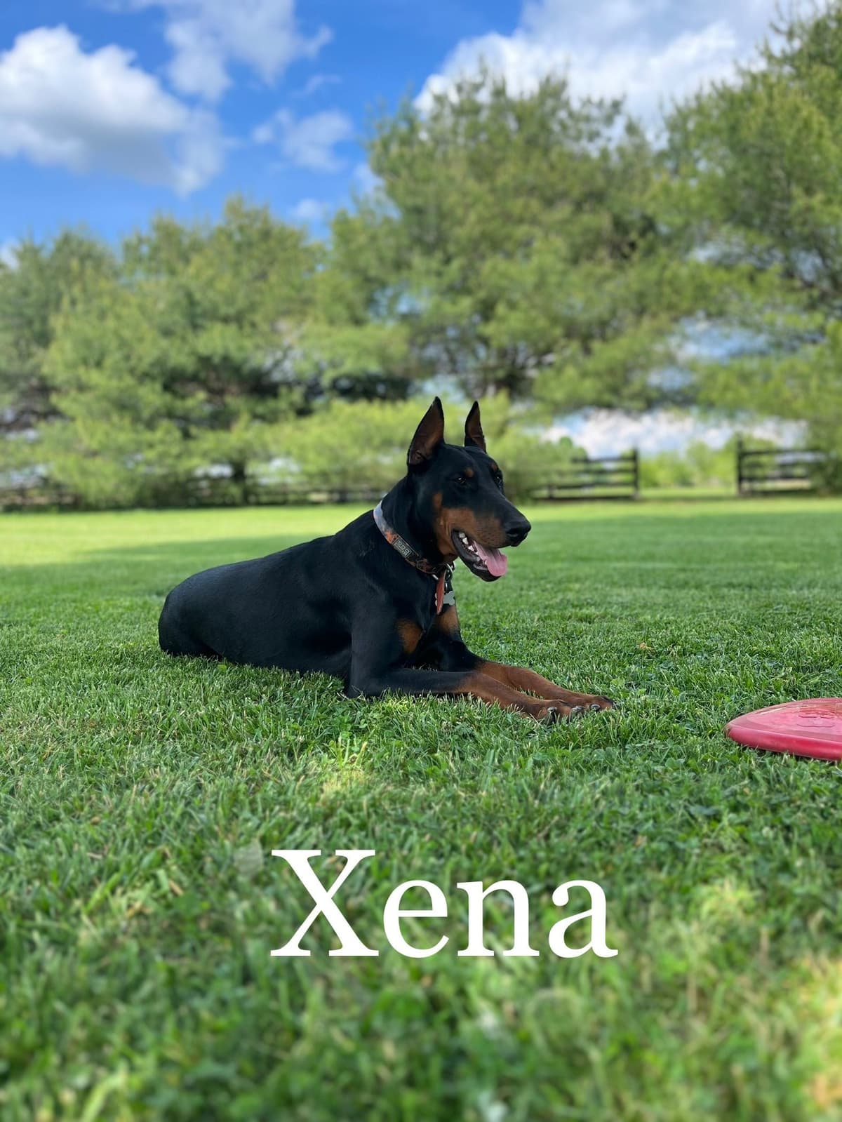 Doberman Pinscher Puppies breeder image 18