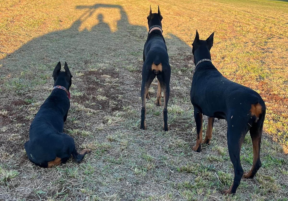 Doberman Pinscher Puppies breeder image 20