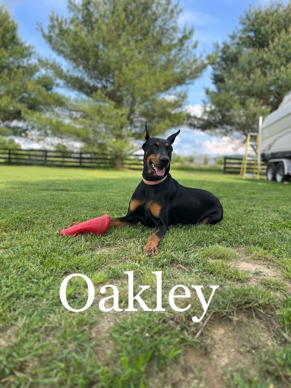 Doberman Pinscher Puppies breeder image 21