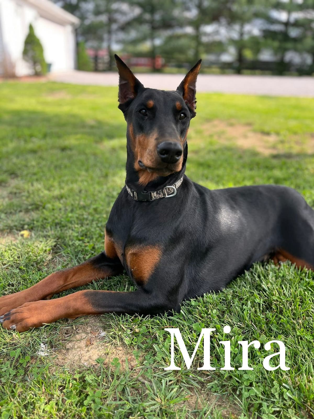 Doberman Pinscher Puppies breeder image 22