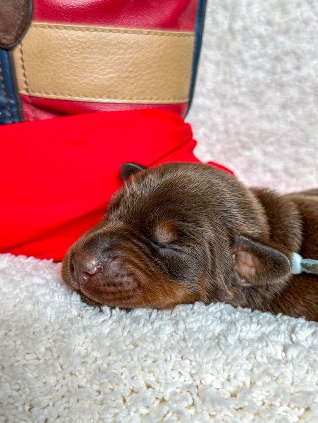 Doberman Pinscher Puppies media 5