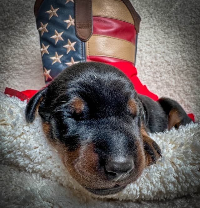 Doberman Pinscher Puppies media 6