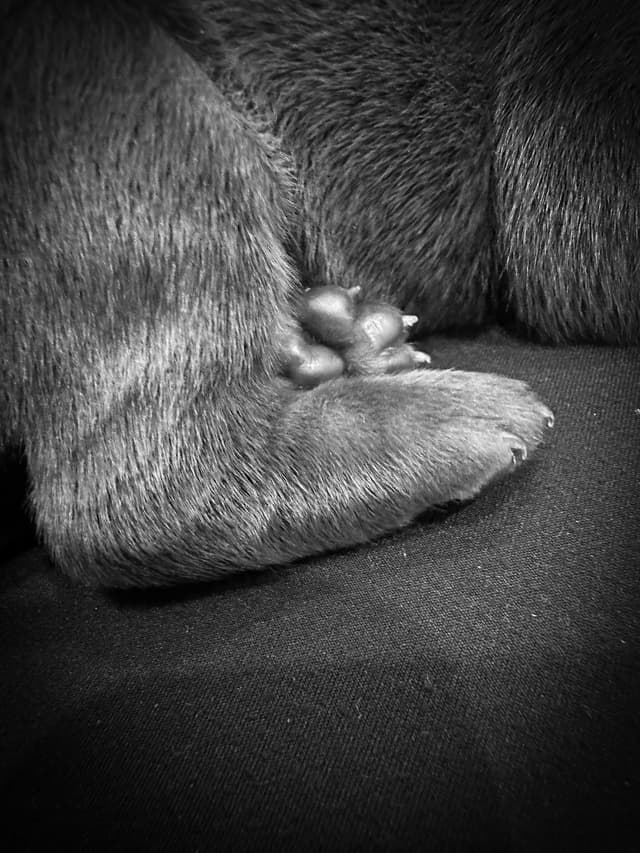 Doberman Pinscher Puppies media 7