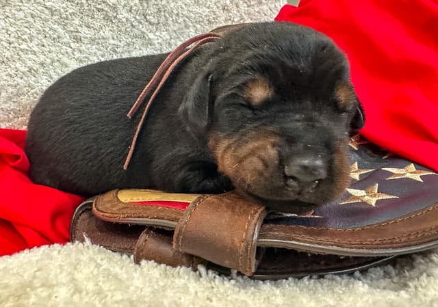 Doberman Pinscher Puppies media 8