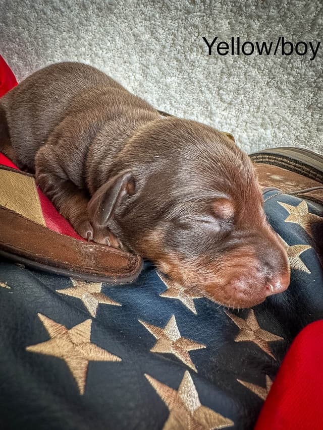 Doberman Pinscher Puppies media 9