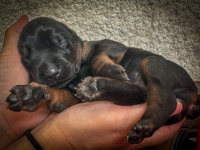 Doberman Pinscher Puppies media 10