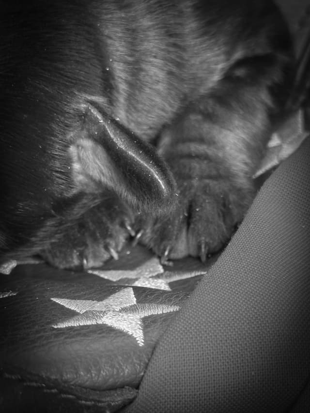 Doberman Pinscher Puppies media 11