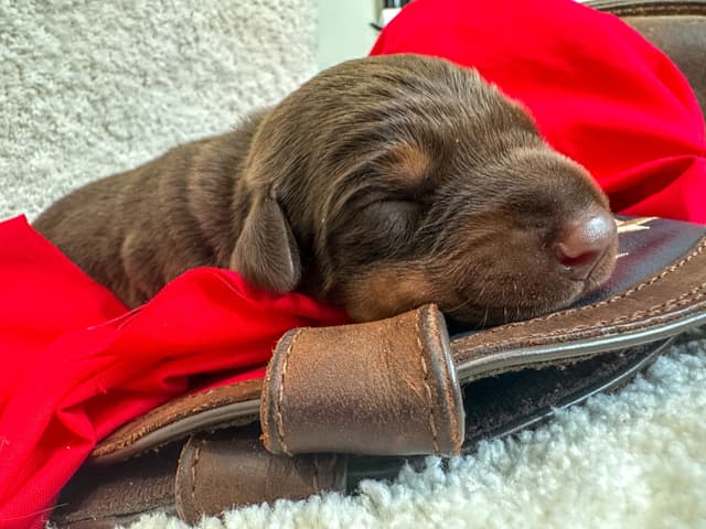 Doberman Pinscher Puppies media 12