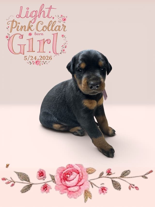 Doberman Pinscher Puppies media 2