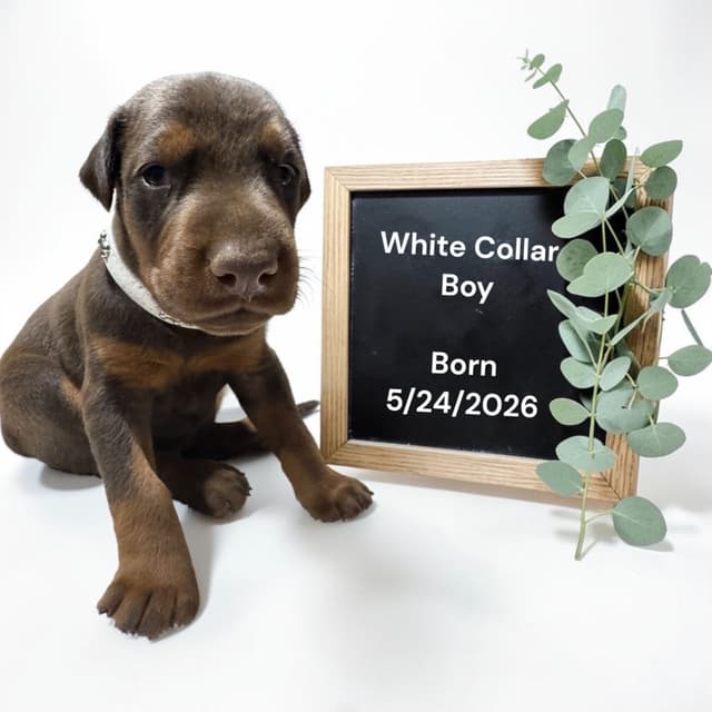 Doberman Pinscher Puppies media 3