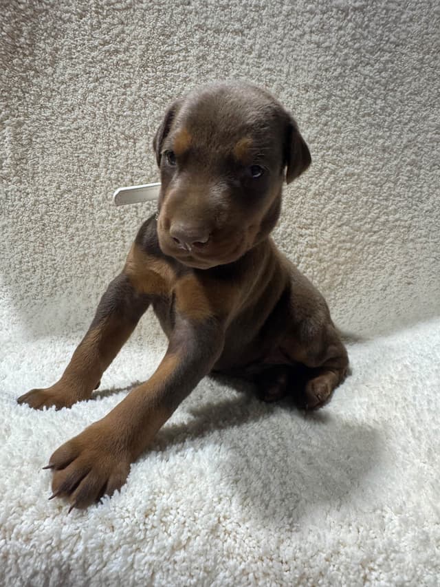 Doberman Pinscher Puppies media 15