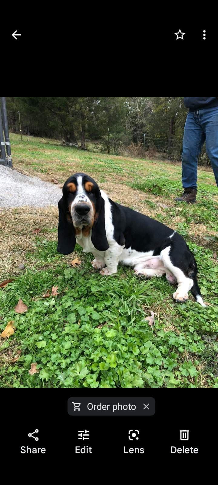 Basset Hound Puppies breeder image 1