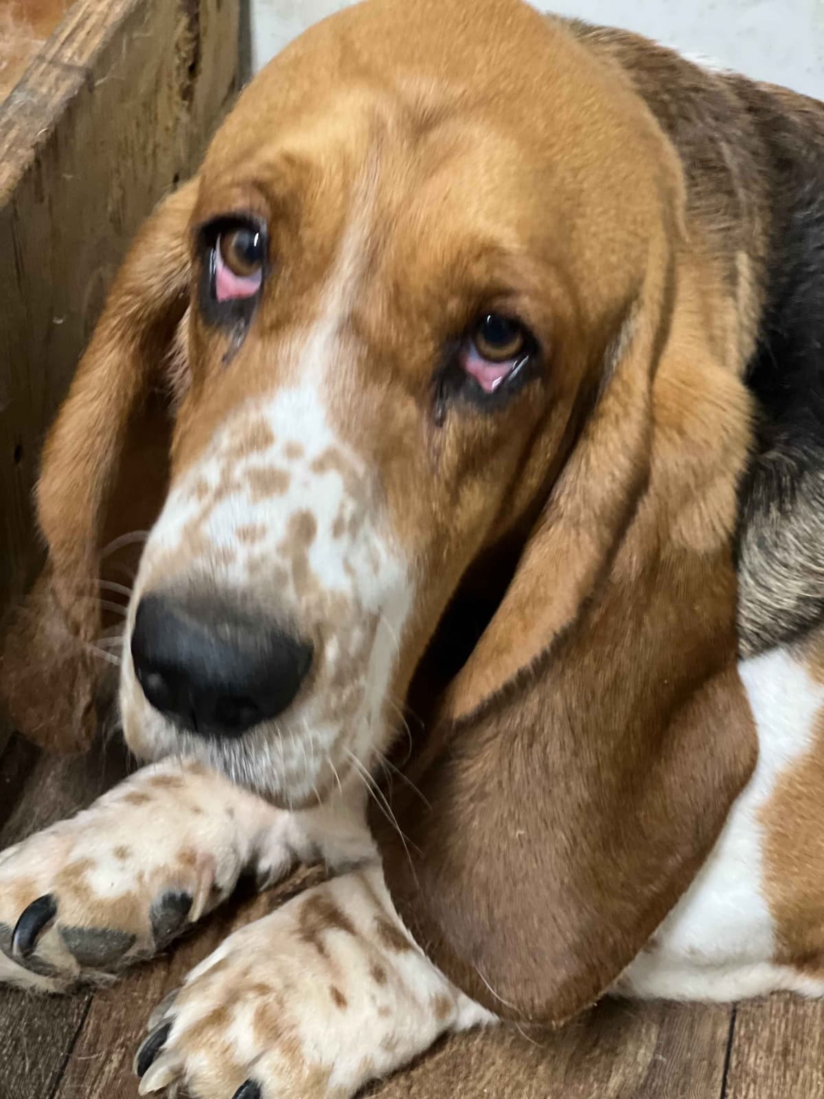 Basset Hound Puppies breeder image 2