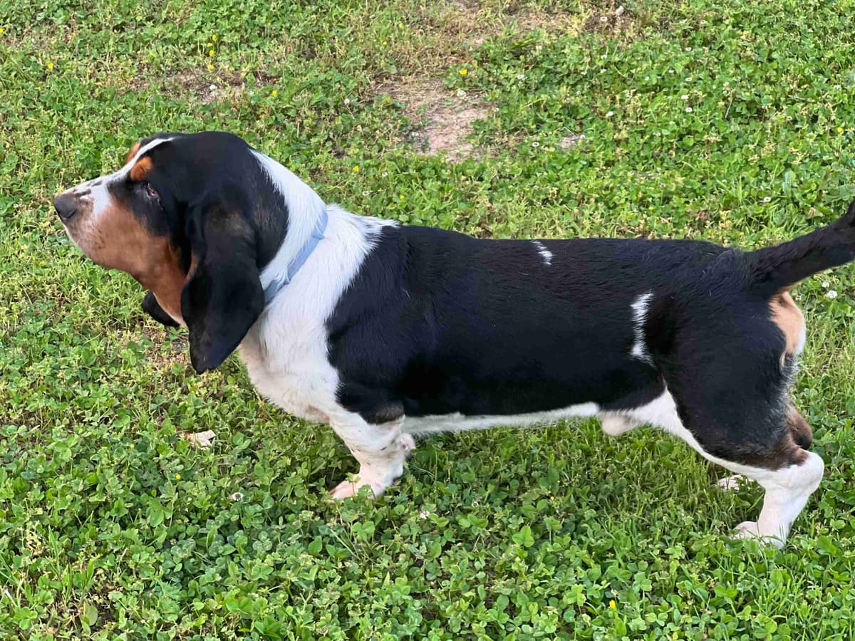 Basset Hound Puppies breeder image 3