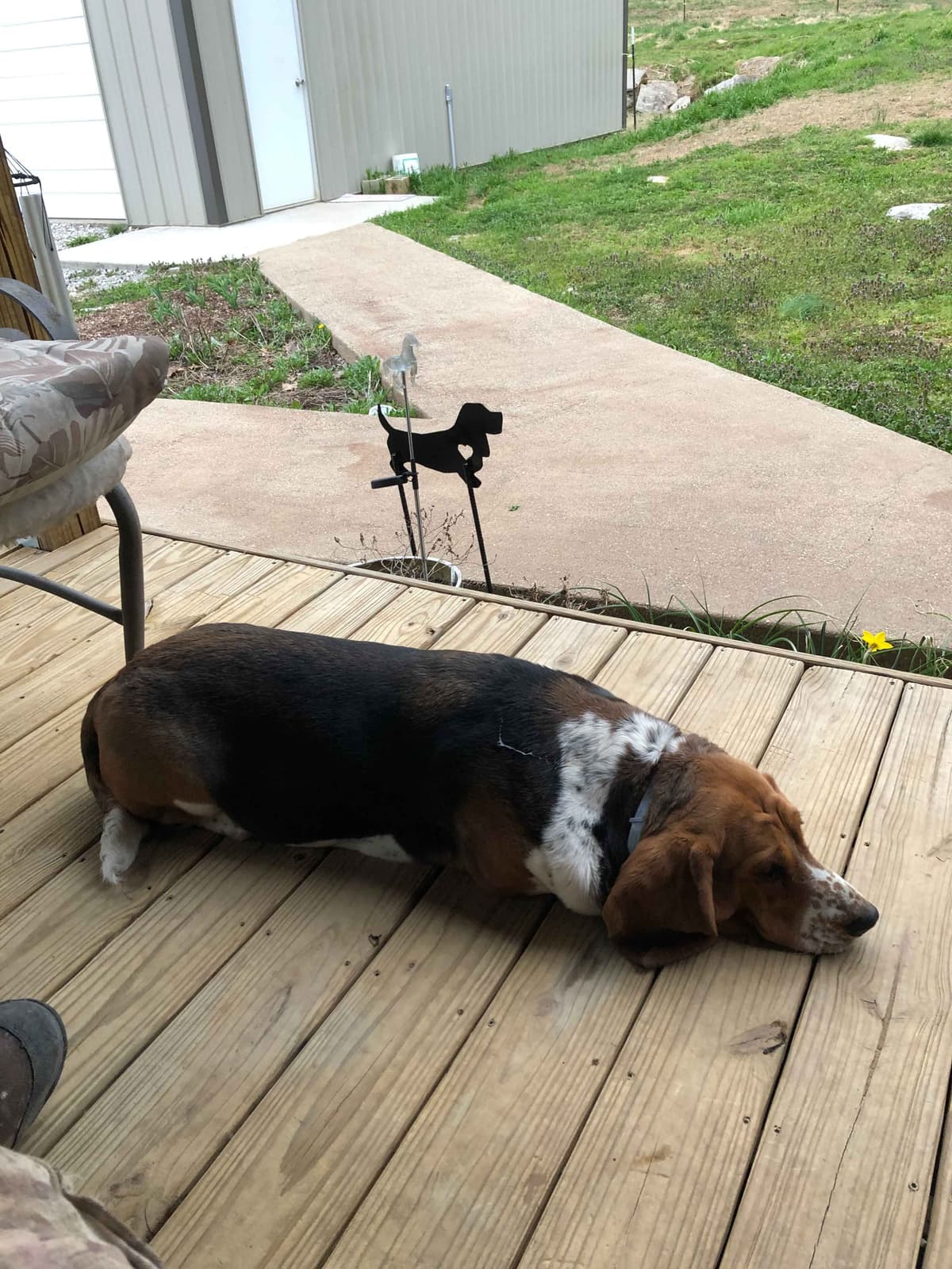 Basset Hound Puppies breeder image 4